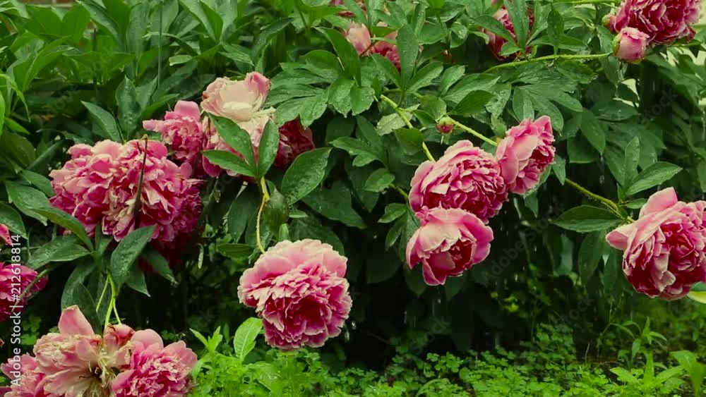 The harsh rain brushes up against the deliquiate flowers as they are due for a shower The harsh rain brushes up against the deliquiate flowers as they are due for a shower