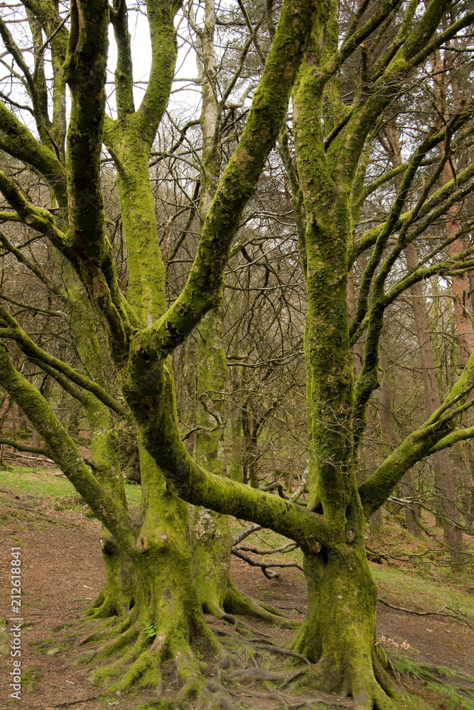 Irland - Bäume mit Moss bewachsen Irland - Bäume mit Moss bewachsen