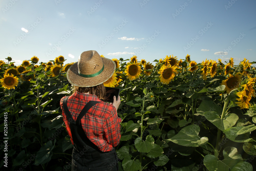 Young farmer or agronomist woman examine the sunflower field before harvesting