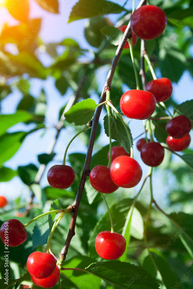 Branch with cherry Branch with cherry