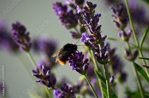 Fototapeta Naklejka Na Ścianę i Meble -  Lavendel