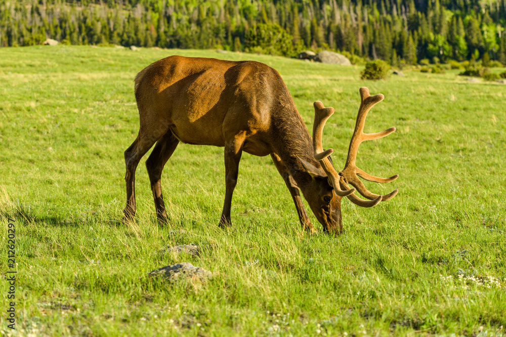 Obraz premium Grazing Spring Bull Elk - A bull elk grazing on a Spring mountain meadow in soft sunset light. Rocky Mountain National Park, Colorado, USA.