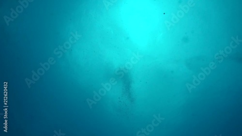 Diver swims over camera looking up to the surface, starting out of frame and finishing out of frame. filmed on a gopro at 1080p 60fps