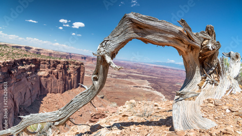 Canvas Print Bare tree trunk with Dead Horse Point State Park aerial view, Utah