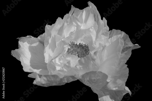 Tree-like peony, tree-shaped white peony in the garden, peony petals close-up, on  black background. Black and white photo.