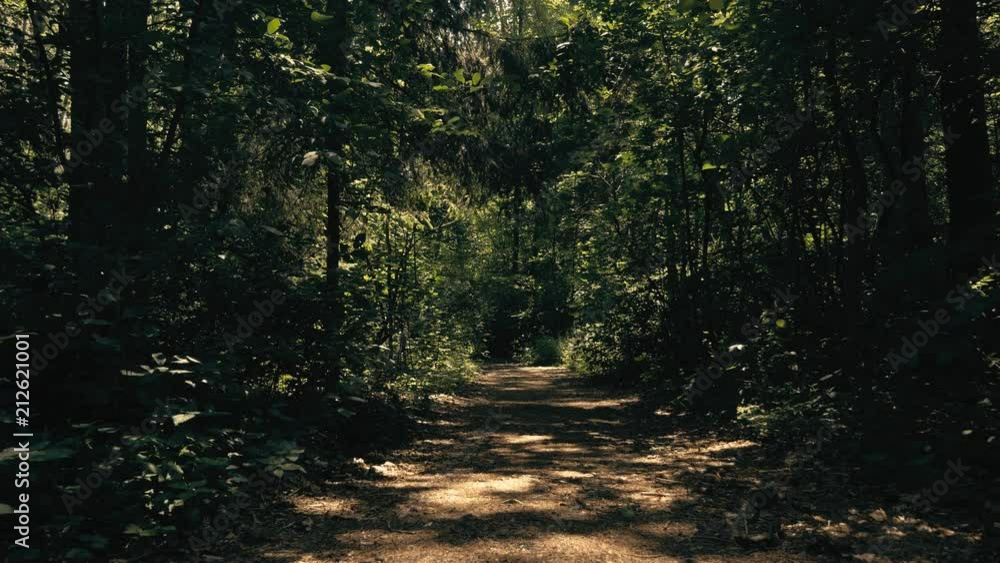 A sunny path through the woods. A sunny path through the woods.