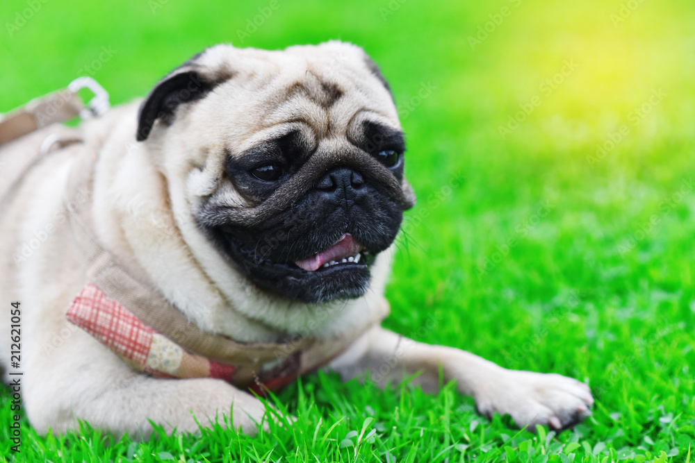Cute brown Pug playing alone in garden, close up Cute brown Pug playing alone in garden, close up