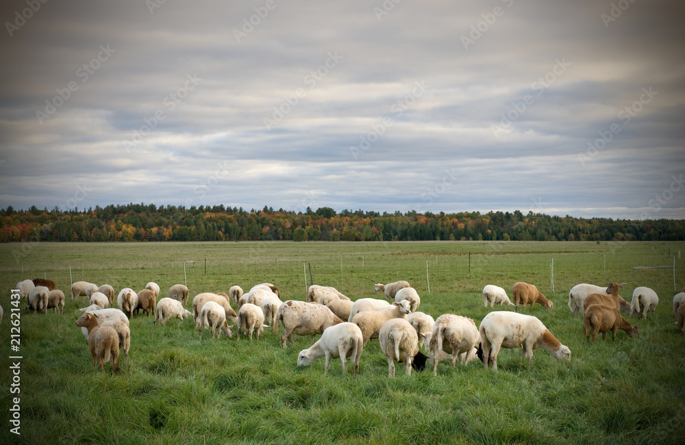 Herd of Sheeps in a Field during Fall Season Herd of Sheeps in a Field during Fall Season