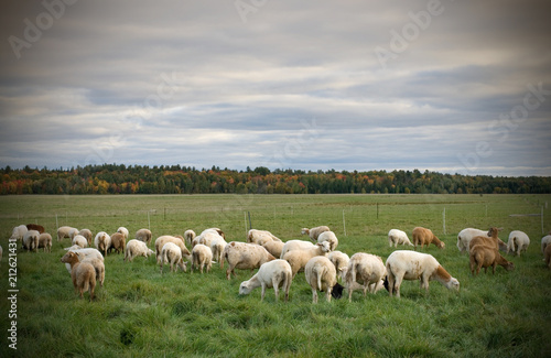 Herd of Sheeps in a Field during Fall Season