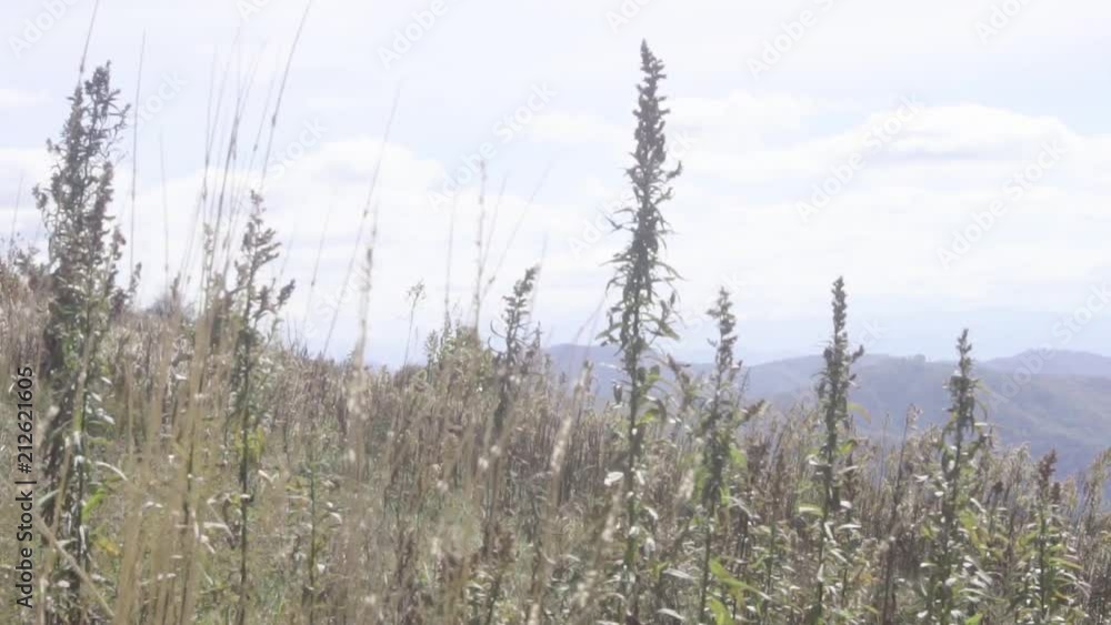 Wildflowers blow gently in the breeze atop a mountain in North Carolina Wildflowers blow gently in the breeze atop a mountain in North Carolina