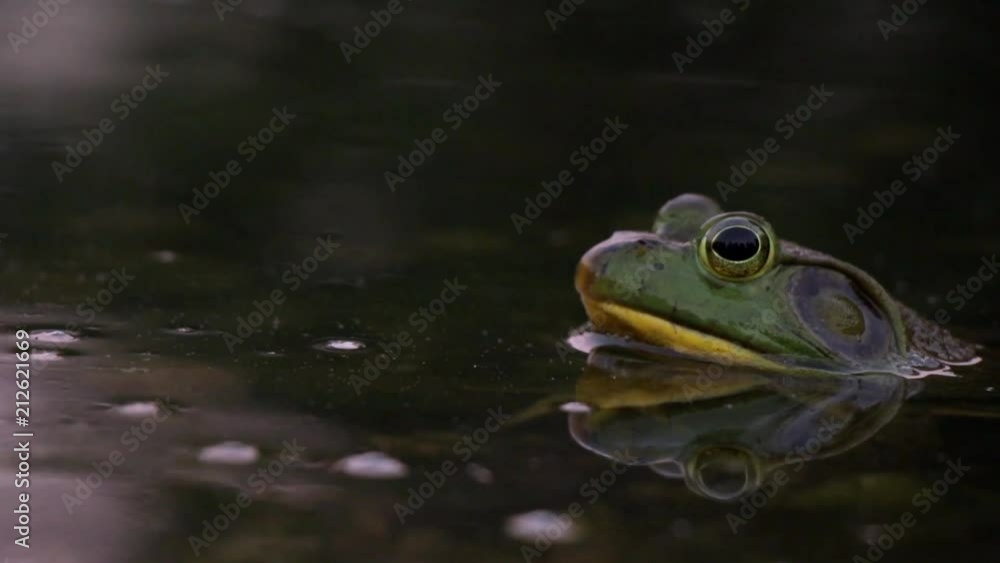 Yellow-bellied bull frog sits in shallow pond or lake or marsh water during night time sunset. Documentary style footage inspired by National Geographic. Frog jumps into deeper pond lake marsh wate. Yellow-bellied bull frog sits in shallow pond or lake or marsh water during night time sunset. Documentary style footage inspired by National Geographic. Frog jumps into deeper pond lake marsh wate.
