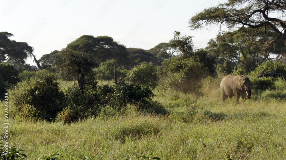 elephants of kenya