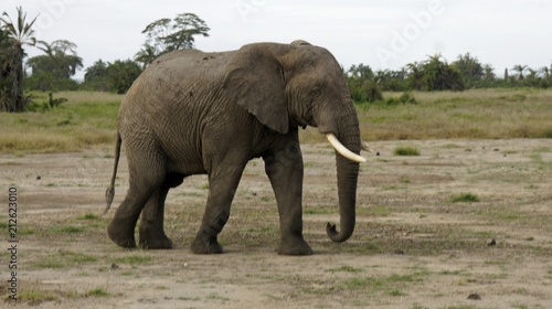 elephants of kenya