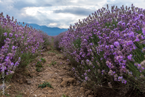Fototapeta Naklejka Na Ścianę i Meble -  Blooming lavender in a field at sunset.