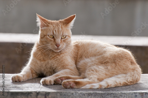 Bild auf Leinwand Hell Braune Katze in entspannter Situation