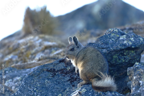 A vizcacha (Lagidium viscacia), a rodent found among rocks in its natural habitat.