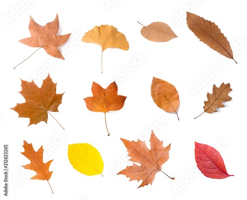 dried leaves group