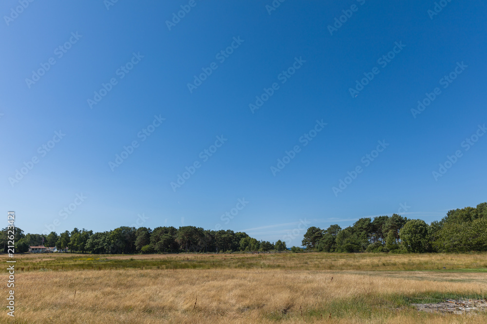 Dry meadow with a clear blue sky on a bright and hot summers day