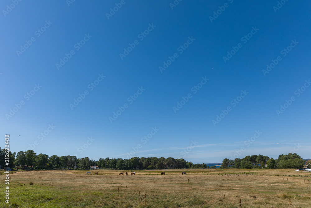 Horses grazing on a meadow on a clear and warm summer day