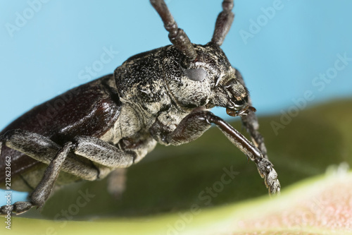 Capricorn beetle (Cerambyx cerdo) © Andrey Burmakin