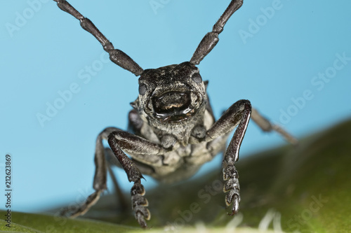 Capricorn beetle (Cerambyx cerdo) © Andrey Burmakin