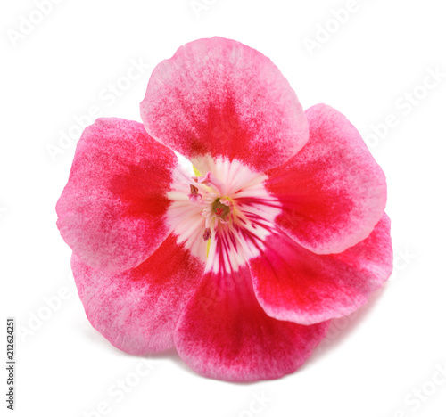 Fototapeta Naklejka Na Ścianę i Meble -  Geranium