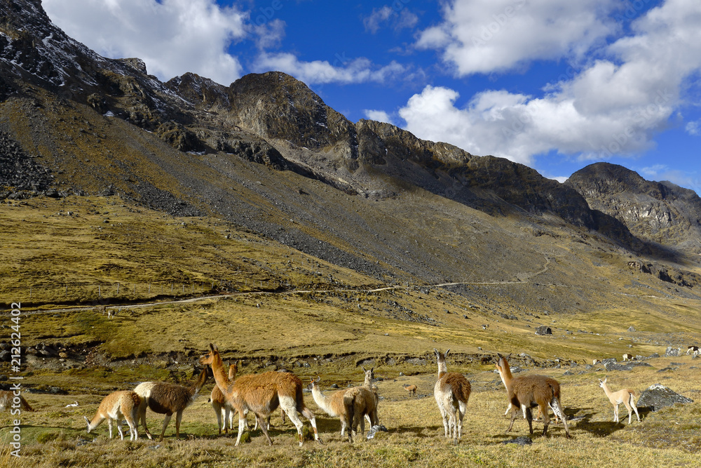 Group of llamas (Lama glama) recorded in their natural environment at dawn on the top of a hill while feeding.