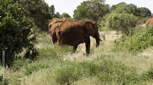 elephants of kenya