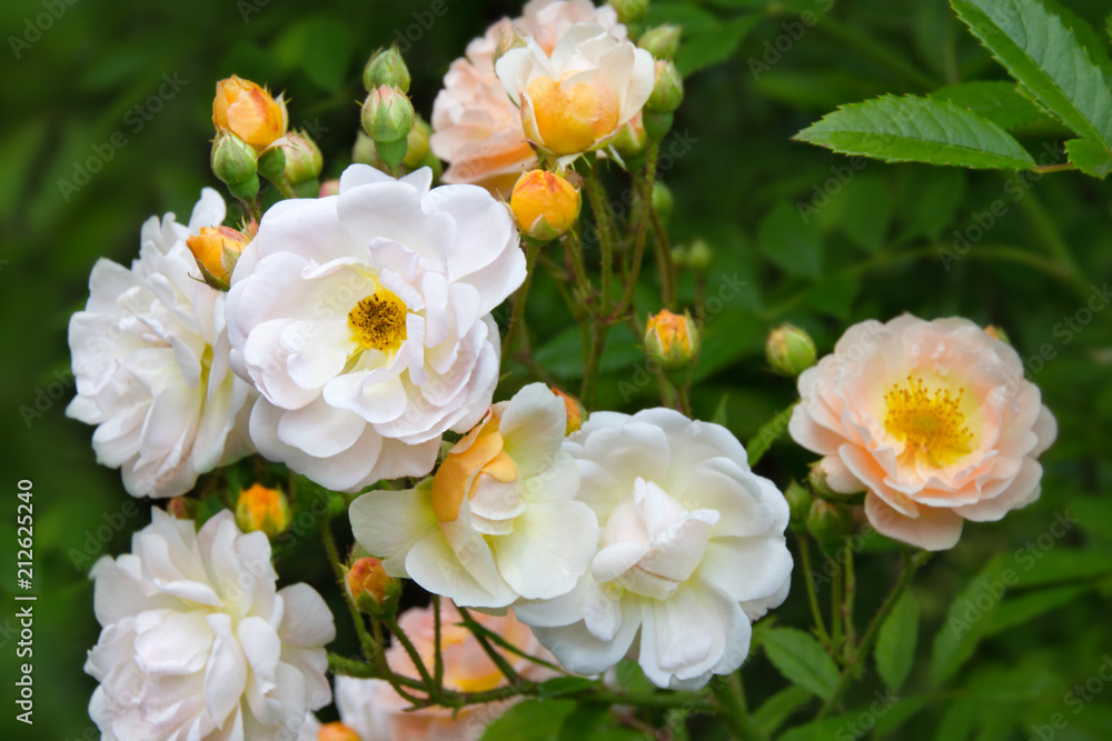 Fototapeta premium Rosen - Ghislaine