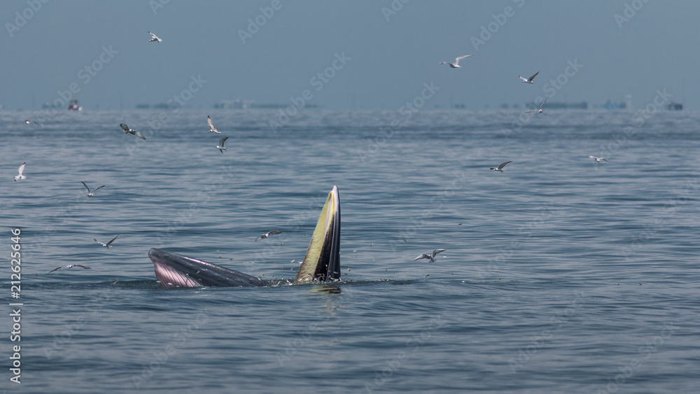 Naklejka premium The Bryde's Whale.