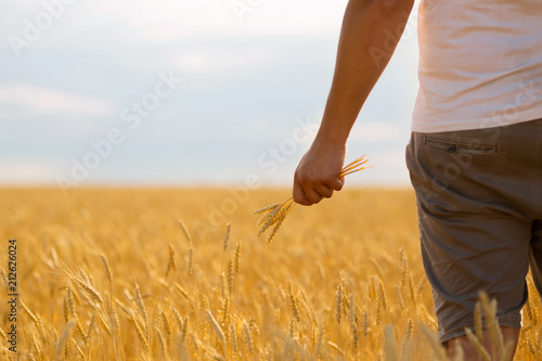 Man working at the wheat field. Wheat flied at sunset