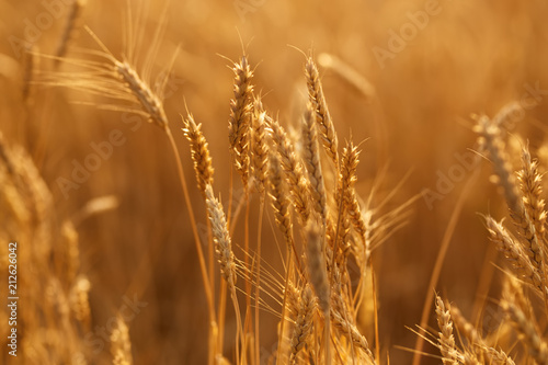 Wheat flied at sunset. Wheat background