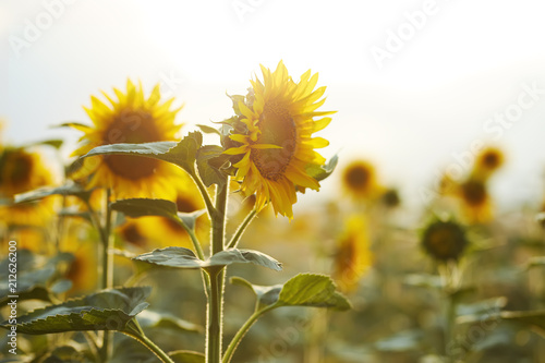 field of sunflowers on a background sunset. Bees working photo