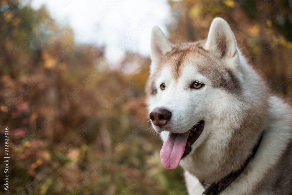 Close-up Portrait of beautiful Siberian Husky in fall season on a forest background.