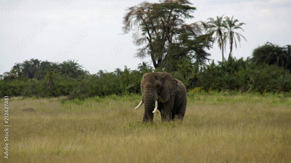 elephants of kenya elephants of kenya