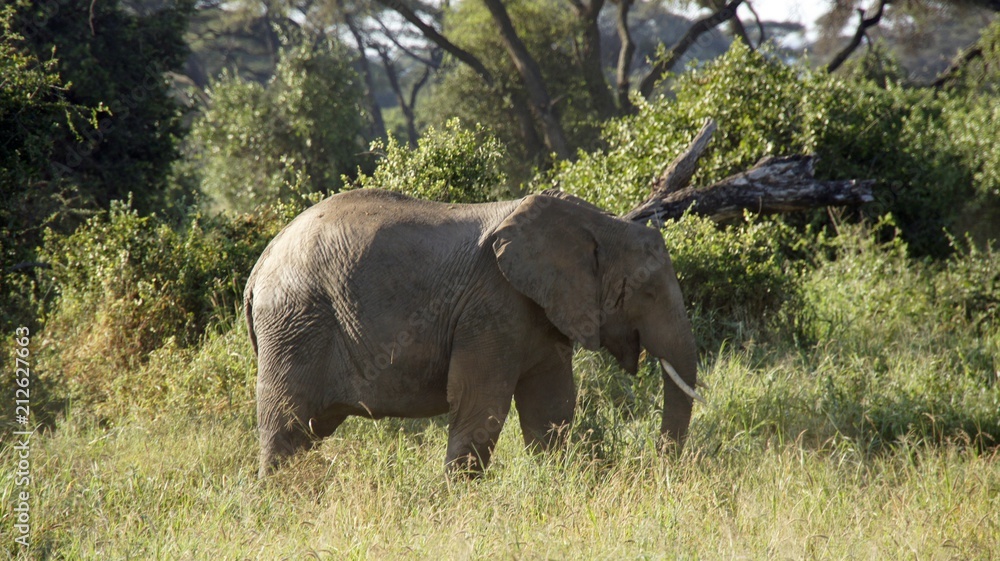 Fototapeta premium elephants of kenya