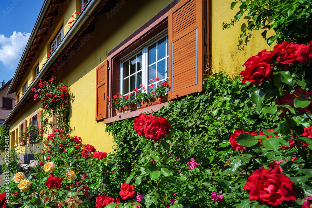 Naklejka premium Renovated windows in old village house. Blooming roses, summer day.