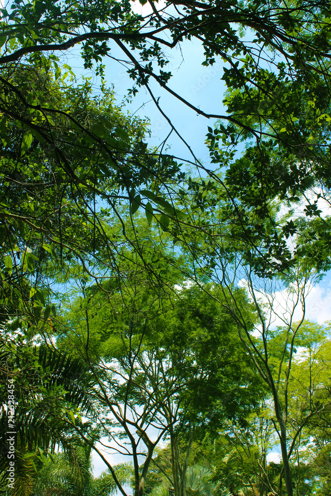 Fototapeta premium Making Oxygen