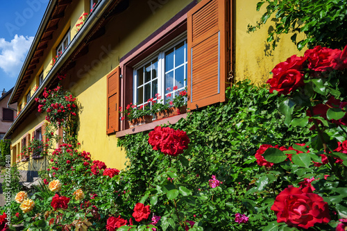 Renovated windows in old village house. Blooming roses  summer day.