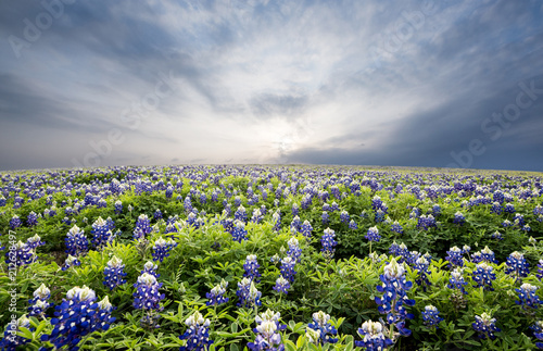 Texas wildflower fields