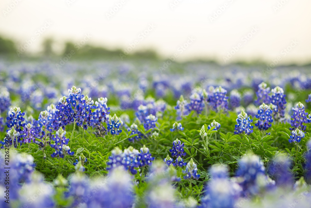 Obraz premium Texas wildflower fields
