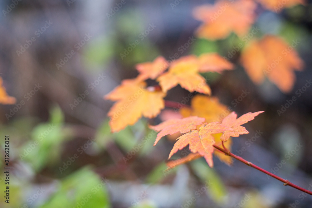 Autumn maple leaf background in shades of orange and yellow. Bright fall background with soft focus. Autumn maple leaf background in shades of orange and yellow. Bright fall background with soft focus.
