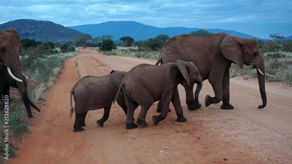 Fototapeta premium elephants of kenya