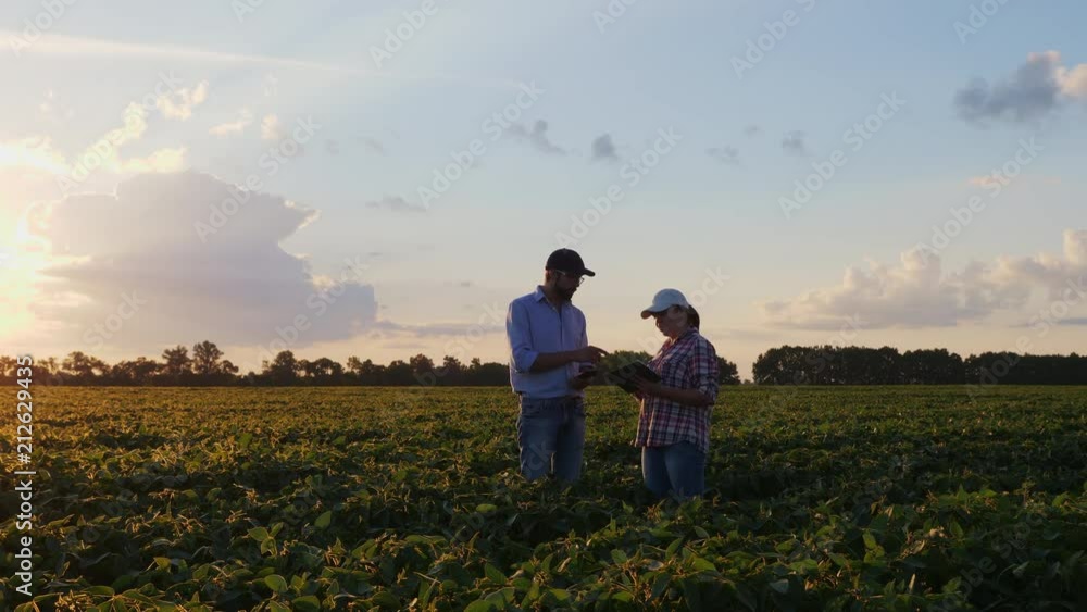 Farmers man and woman are talking while standing in a field of growing soybeans at sunset, using a digital tablet. Farmers man and woman are talking while standing in a field of growing soybeans at sunset, using a digital tablet.
