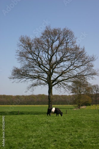 The Cow and the Tree