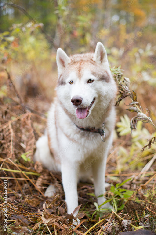 Portrait of Lovely Beige and white dog breed Siberian Husky sitting in fall season on a brightful forest background