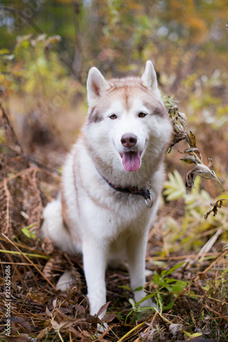 Portrait of Gorgeous Beige and white dog breed Siberian Husky sitting in fall season on a colorful forest background and looking to the camera