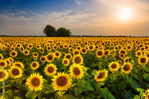 Beautiful sunflower field panorama in sunset in summer