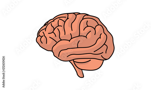 Vector Brain Illustration isolated on white