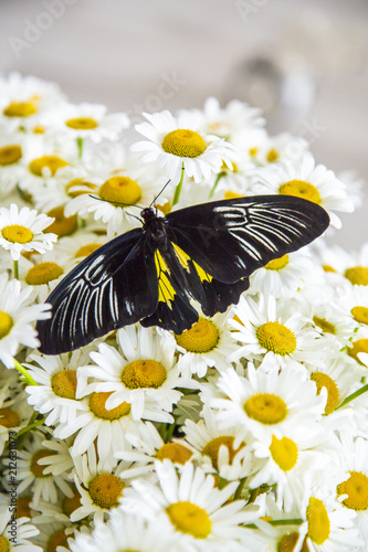 manual of tropical butterfly photo